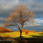 Baum im Morgenlicht