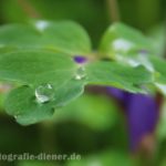 Blatt mit Wassertropfen