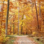 Herbstwald