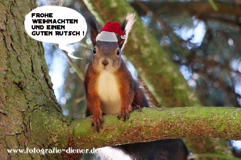 Dieses Bild hat ein leeres Alt-Attribut. Der Dateiname ist Weihnachten-1.jpg